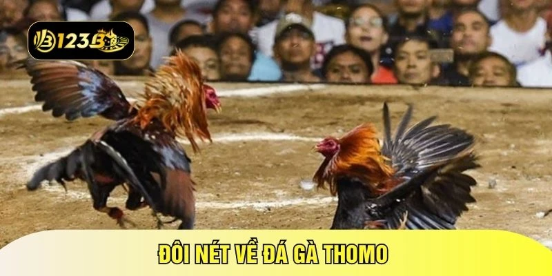Đôi nét về đá gà Thomo 