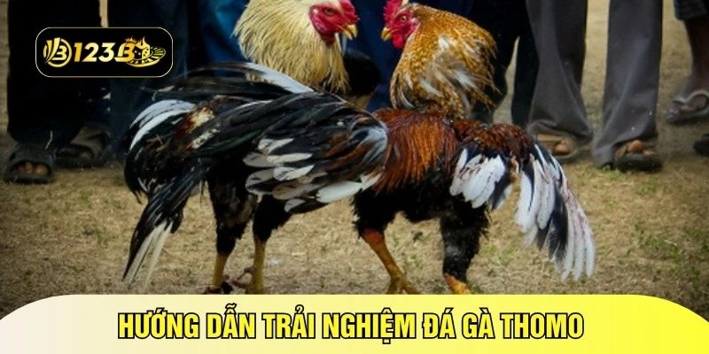 Hướng dẫn trải nghiệm đá gà Thomo 